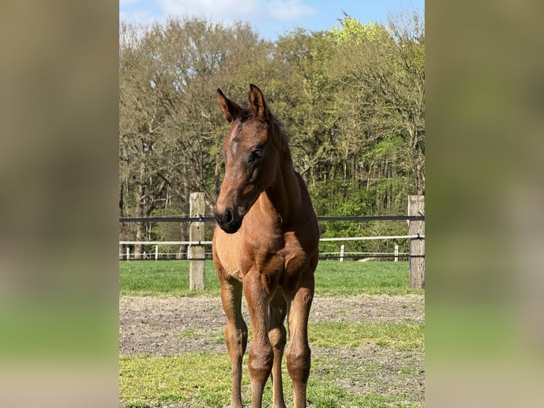 Oldenburg Gelding 1 year 16,2 hh Brown in Dunningen