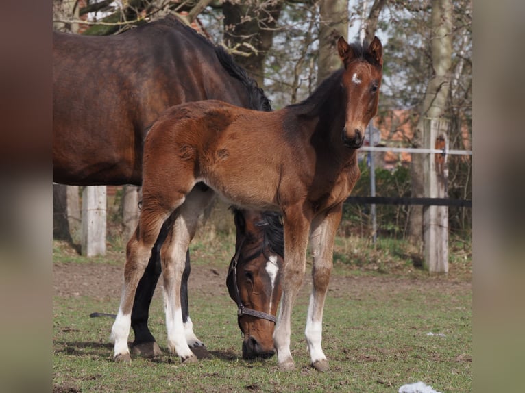 Oldenburg Gelding 1 year 17 hh Bay-Dark in Bramsche