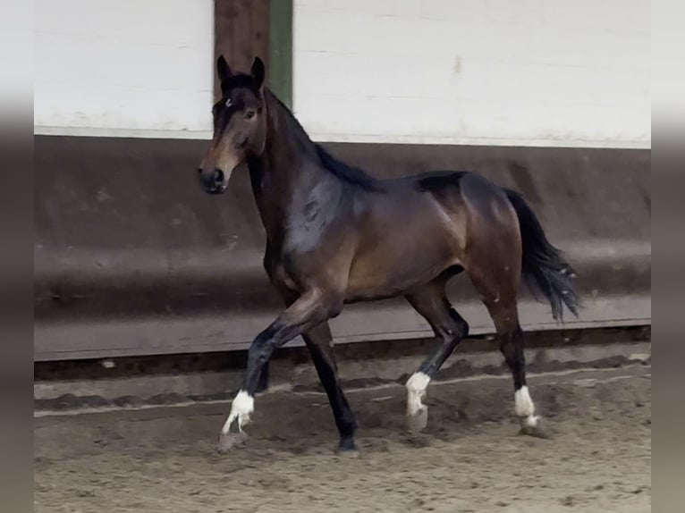 Oldenburg Gelding 1 year 17 hh Bay-Dark in Bramsche