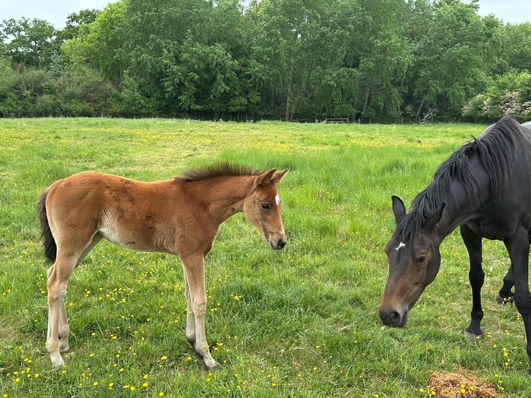 Oldenburg Gelding 1 year 17 hh Bay in Reading