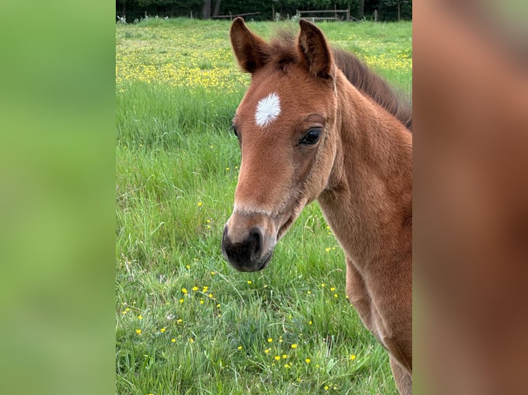 Oldenburg Gelding 1 year 17 hh Bay in Reading