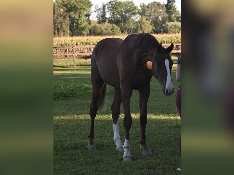 Oldenburg Gelding 1 year 17 hh Chestnut-Red in Bad F&#xFC;ssing