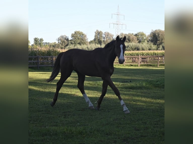 Oldenburg Gelding 1 year 17 hh Chestnut-Red in Bad F&#xFC;ssing