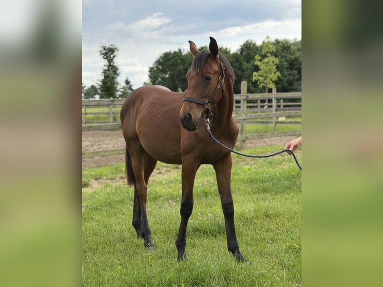 Oldenburg Gelding 1 year Brown in Naugarten