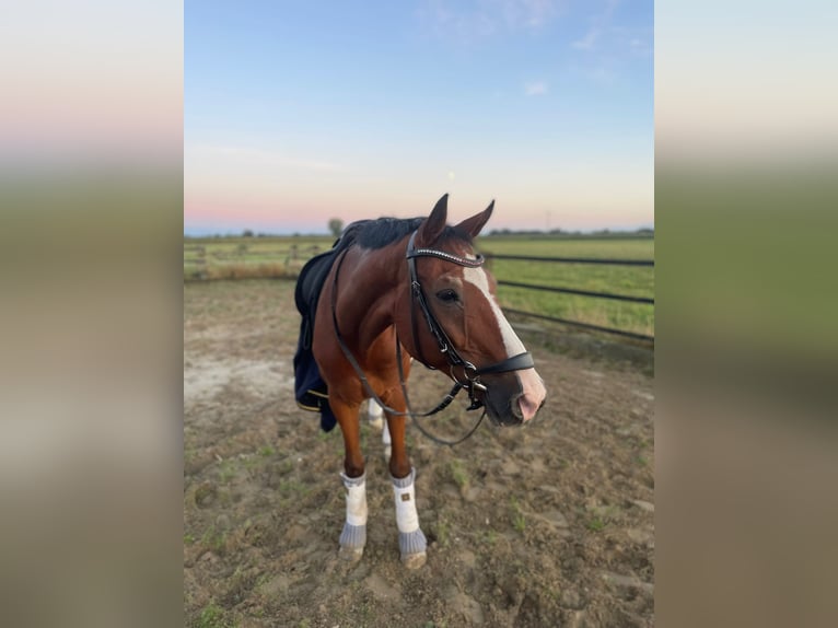 Oldenburg Gelding 20 years 15,3 hh Brown in Xanten