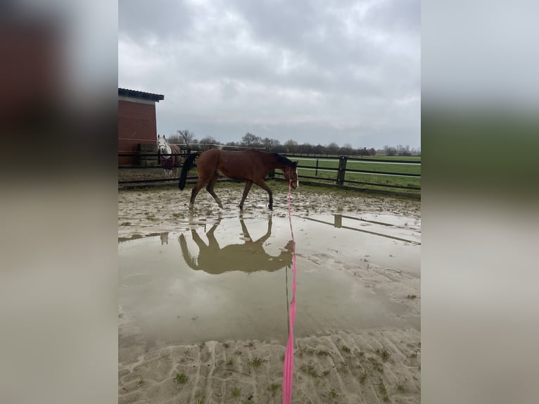 Oldenburg Gelding 20 years 15,3 hh Brown in Xanten