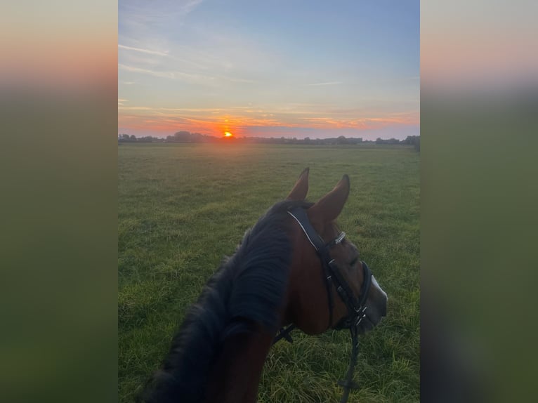 Oldenburg Gelding 20 years 15,3 hh Brown in Xanten