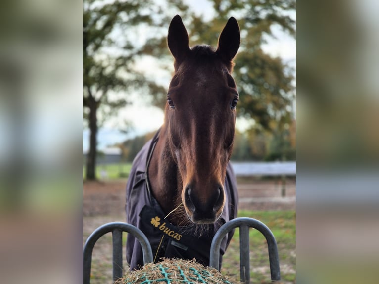 Oldenburg Gelding 20 years 16.2 hh Brown in Bassum