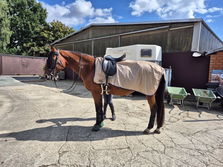 Oldenburg Gelding 20 years 16.2 hh Brown in Bassum