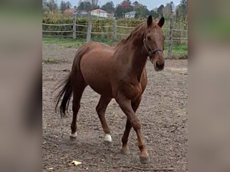 Oldenburg Gelding 20 years 16,2 hh Chestnut-Red in Sankt Georgen am Leithagebirge