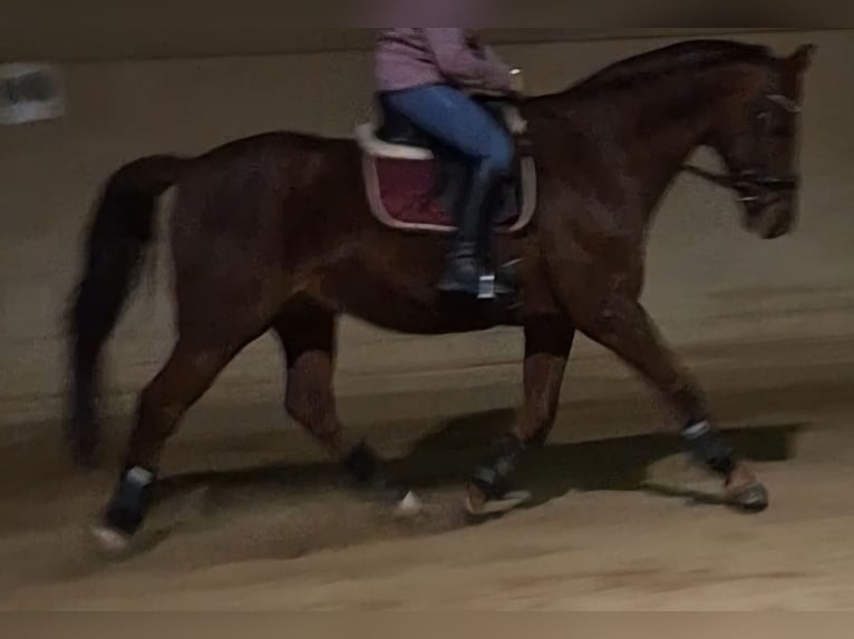 Oldenburg Gelding 20 years 16,2 hh Chestnut-Red in Sankt Georgen am Leithagebirge