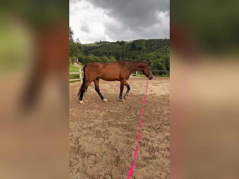 Oldenburg Gelding 20 years 16.3 hh Brown in Neuhofen an der Ybbs