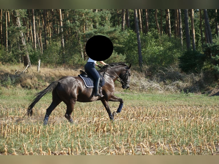 Oldenburg Gelding 20 years 16,2 hh Black in Langenhagen