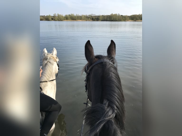 Oldenburg Gelding 20 years 16,2 hh Black in Langenhagen