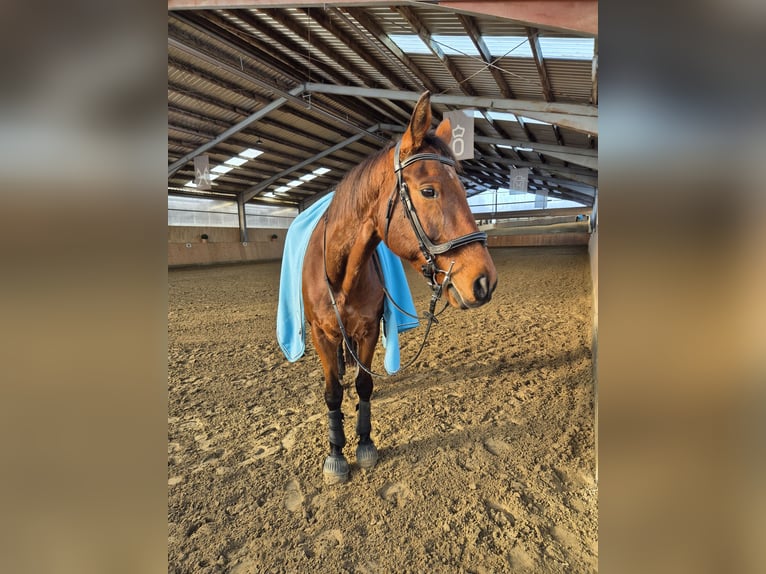 Oldenburg Gelding 20 years 16,2 hh Brown in Bassum