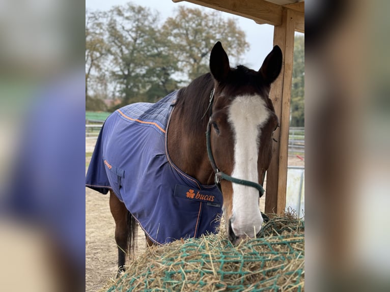Oldenburg Gelding 20 years 17,1 hh Brown in Bremen