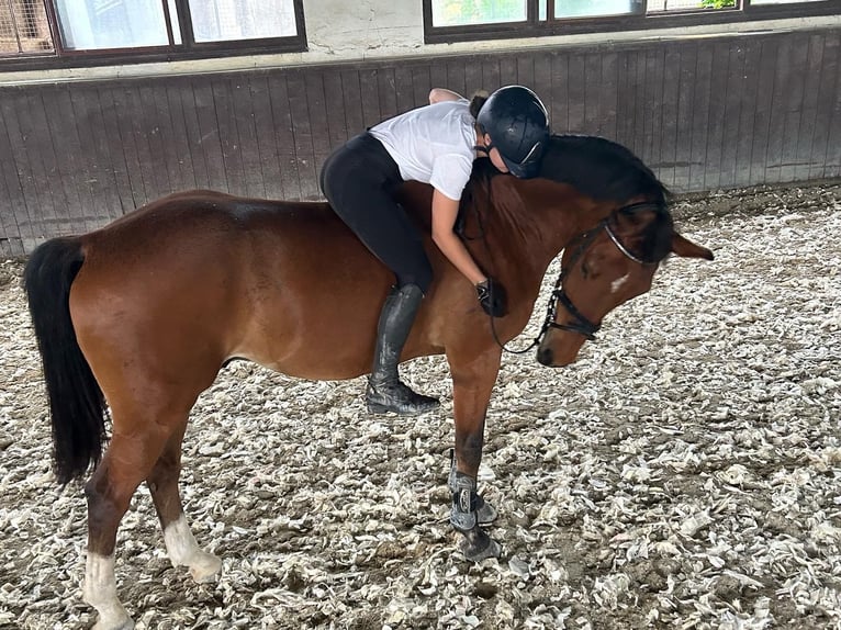 Oldenburg Gelding 20 years Bay in Plavecké Podhradie, Slovakia