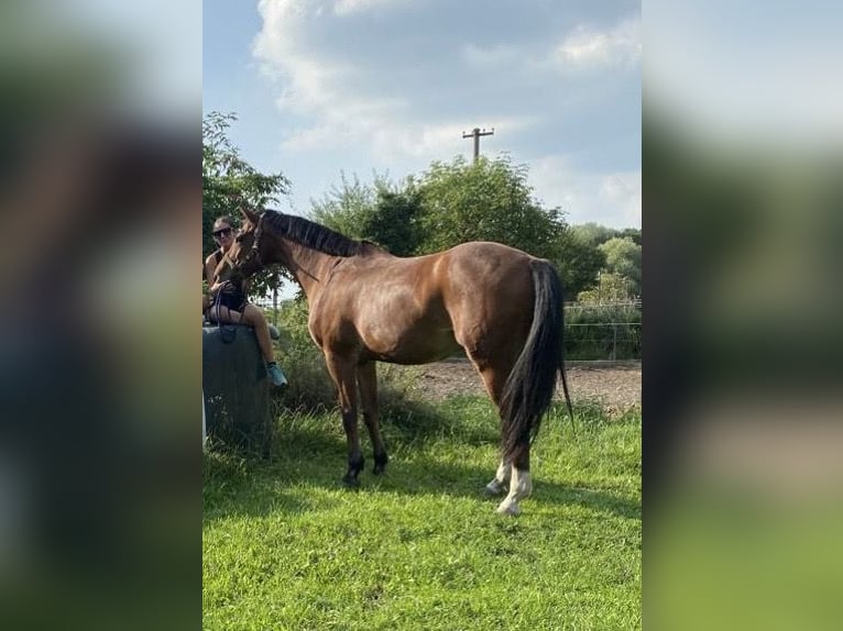 Oldenburg Gelding 20 years Bay in Plavecké Podhradie, Slovakia