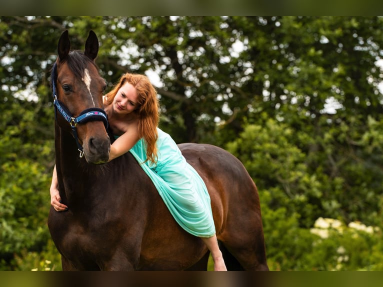 Oldenburg Gelding 20 years in Weingarten