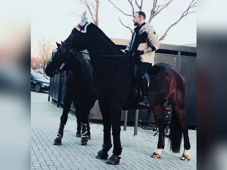 Oldenburg Gelding 21 years 17.2 hh Brown in Herzlake