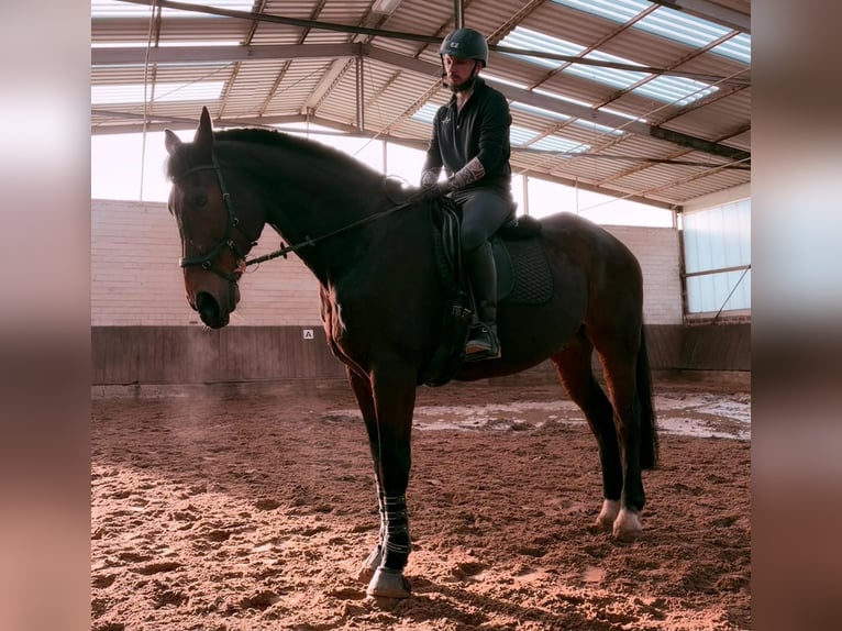 Oldenburg Gelding 21 years 17.2 hh Brown in Herzlake