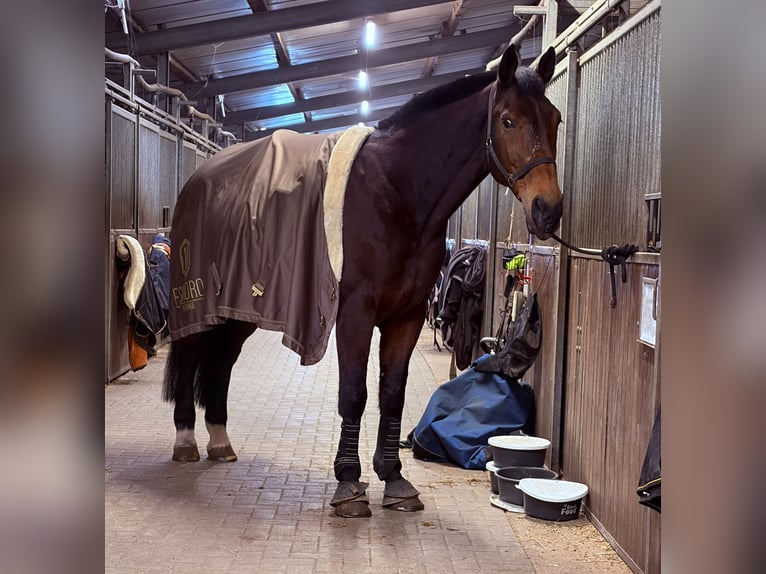 Oldenburg Gelding 21 years 17.2 hh Brown in Herzlake