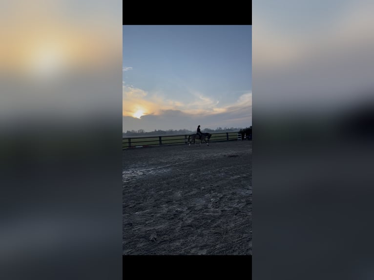 Oldenburg Gelding 22 years 15.2 hh Brown in Xanten