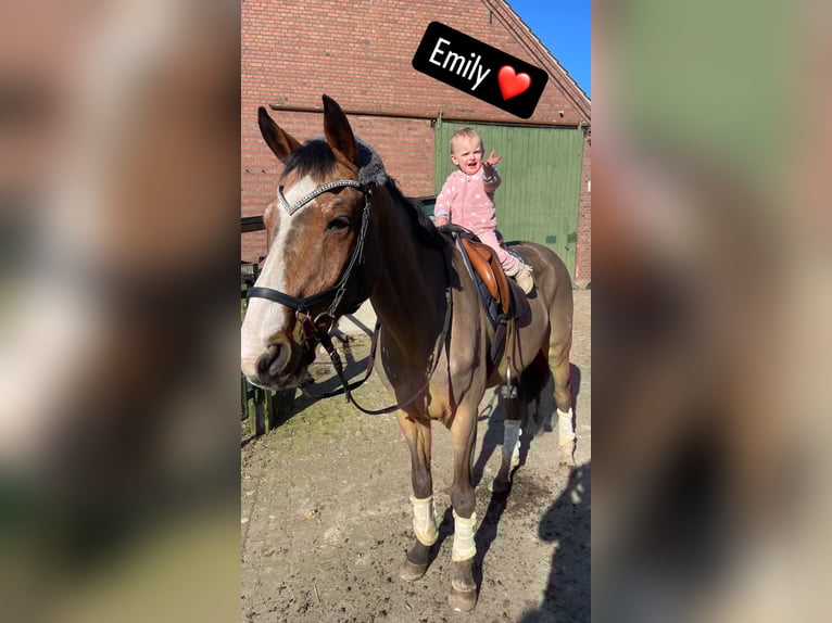 Oldenburg Gelding 22 years 15,2 hh Brown in Xanten