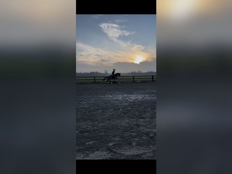 Oldenburg Gelding 22 years 15,2 hh Brown in Xanten