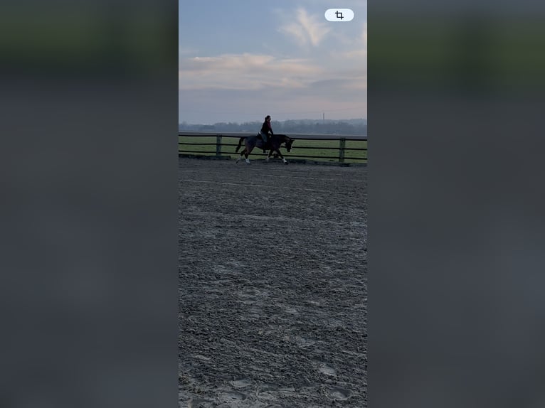 Oldenburg Gelding 22 years 15,2 hh Brown in Xanten