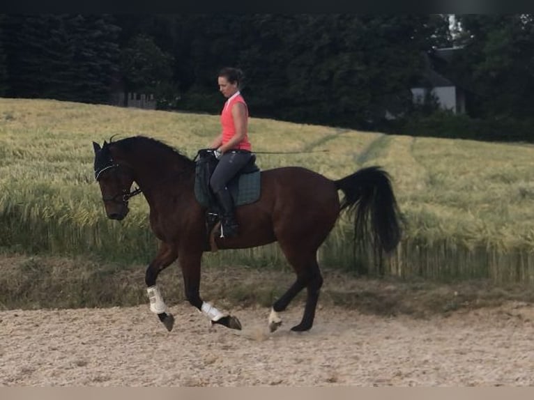 Oldenburg Gelding 22 years 17 hh Brown in Rottenburg an der Laaber