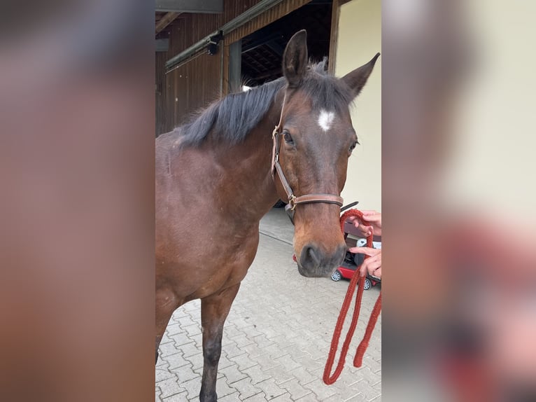 Oldenburg Gelding 22 years 17 hh Brown in Rottenburg an der Laaber