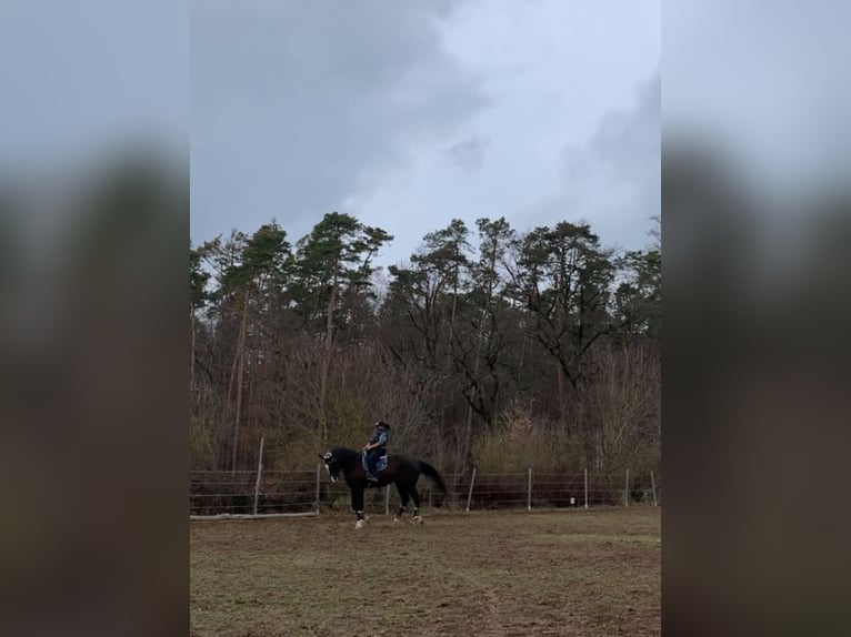 Oldenburg Gelding 22 years 17,3 hh Black in Ansbach