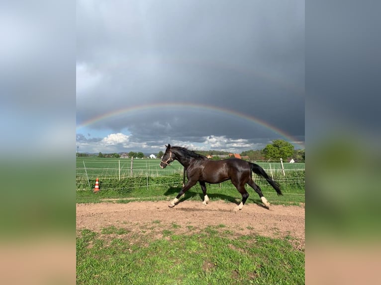 Oldenburg Gelding 22 years 17,3 hh Black in Ansbach
