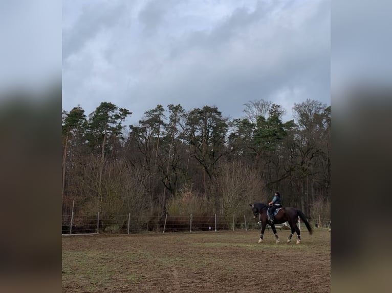 Oldenburg Gelding 22 years 17,3 hh Black in Ansbach