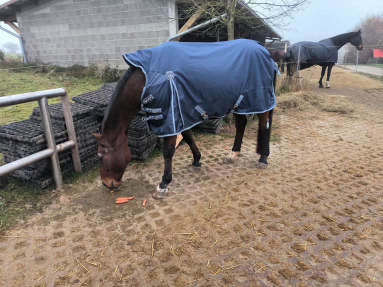 Oldenburg Gelding 23 years 16,2 hh Brown in Königsberg in Bayern