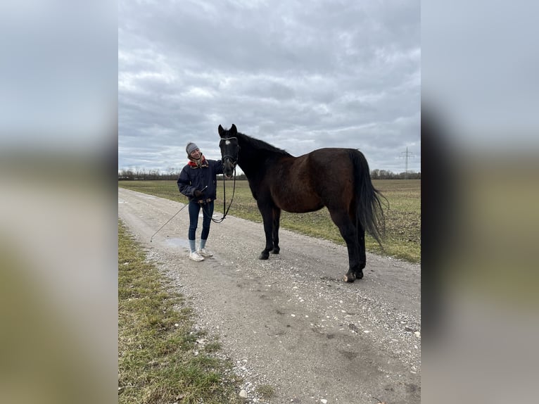 Oldenburg Gelding 23 years in Starnberg