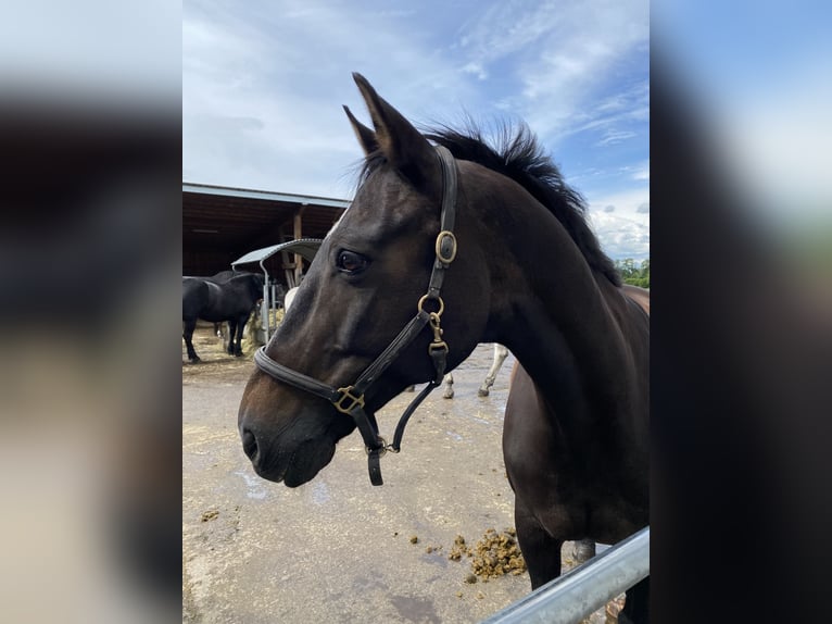 Oldenburg Gelding 23 years in Starnberg