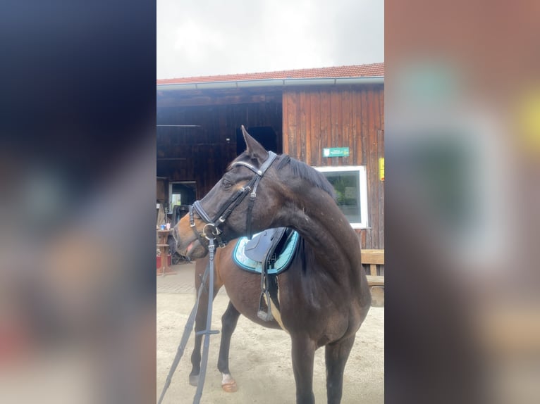 Oldenburg Gelding 23 years in Starnberg