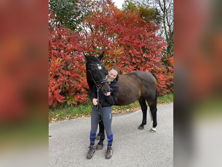 Oldenburg Gelding 23 years in Starnberg