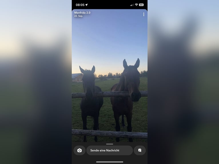 Oldenburg Gelding 24 years 16,2 hh in Anif