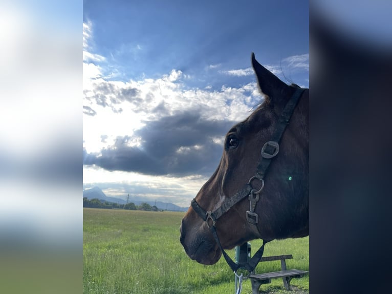 Oldenburg Gelding 24 years 16,2 hh in Anif