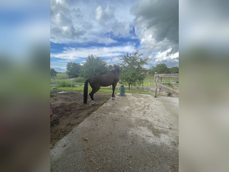 Oldenburg Gelding 24 years 17 hh Brown in Würzburg