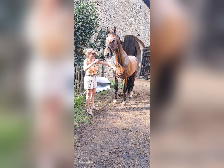 Oldenburg Gelding 24 years 17 hh Brown in Würzburg