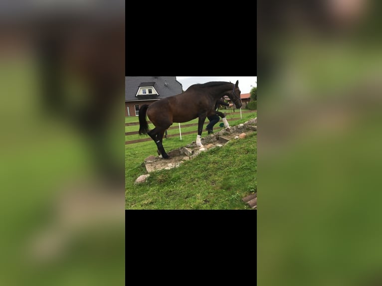 Oldenburg Gelding 26 years 17 hh in Schwaförden