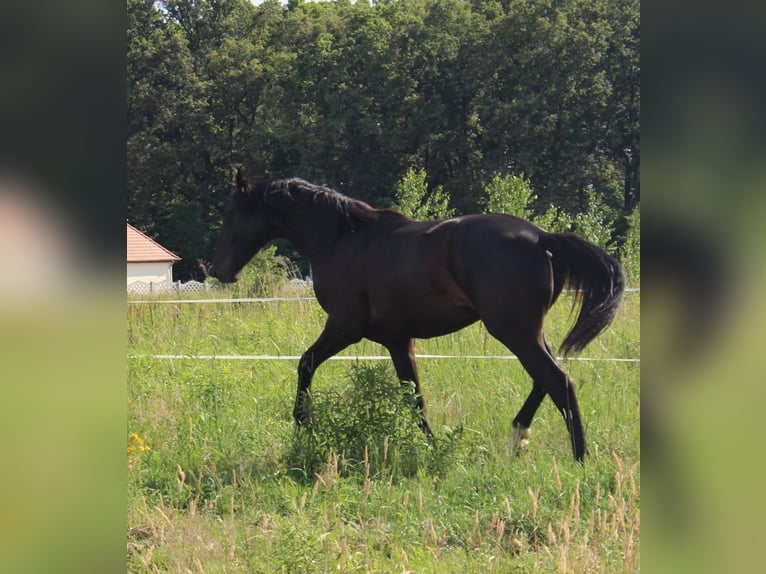 Oldenburg Gelding 2 years 15,2 hh Black in Miłogostowice