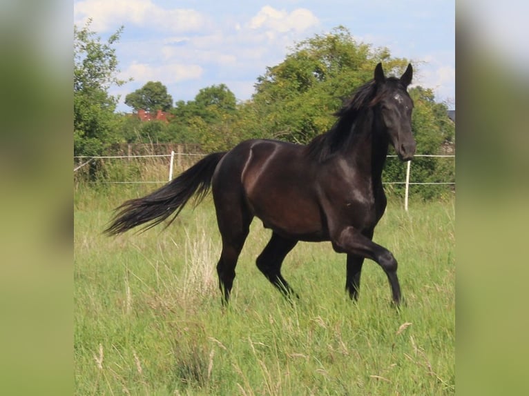 Oldenburg Gelding 2 years 15,2 hh Black in Miłogostowice