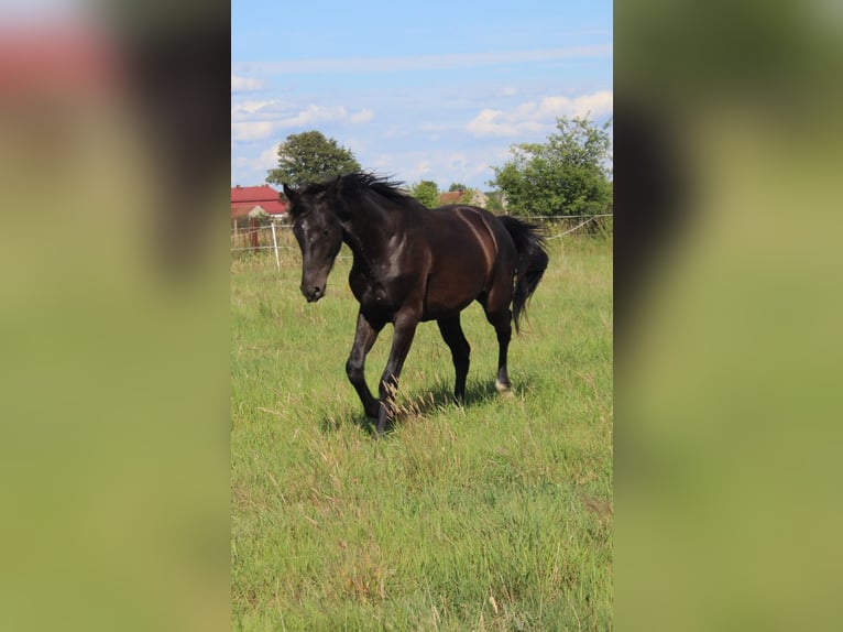 Oldenburg Gelding 2 years 15,2 hh Black in Miłogostowice