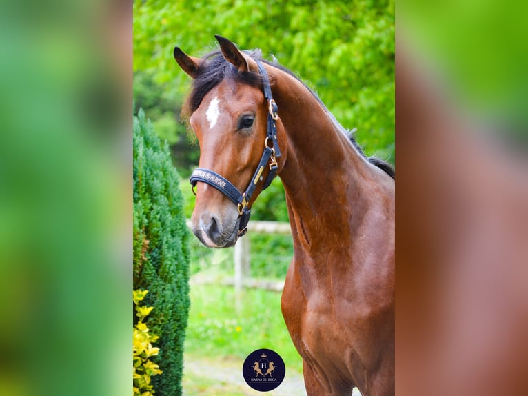 Oldenburg Gelding 2 years 15,2 hh Brown in Marigny