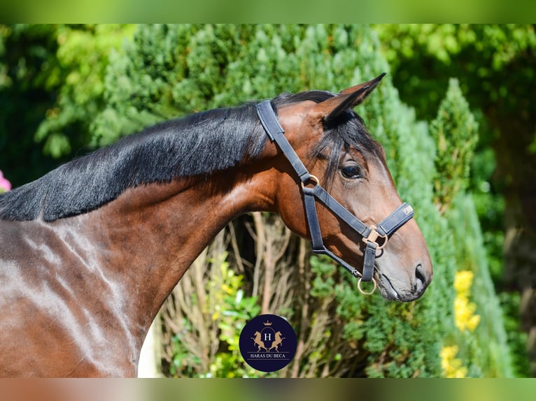 Oldenburg Gelding 2 years 15,3 hh Bay-Dark in Marigny